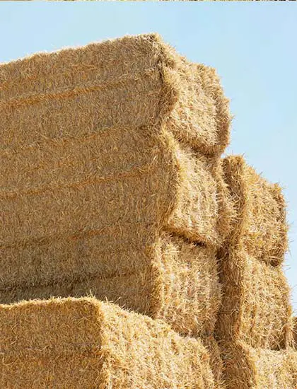 Timothy Hay Mini Bales, Certified, Gamma Irradiated S1013